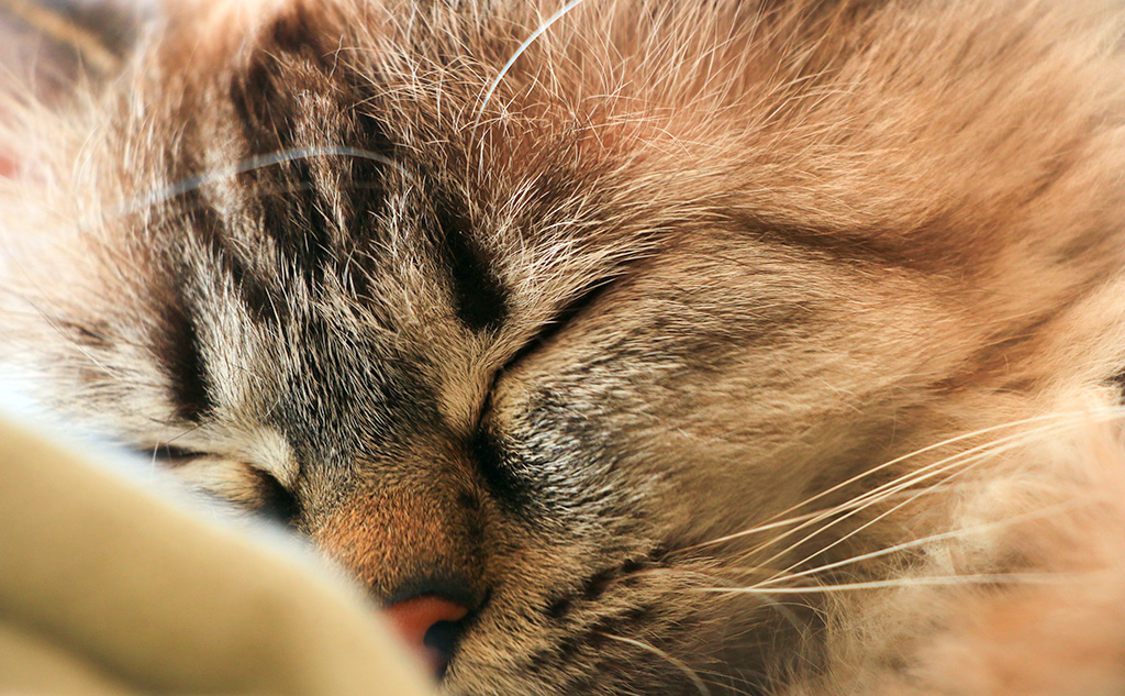 看板ネコ“ぽぽ”